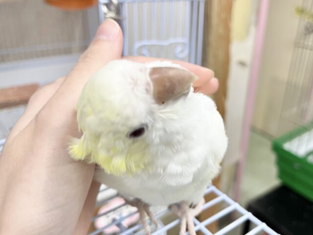 オキナインコ