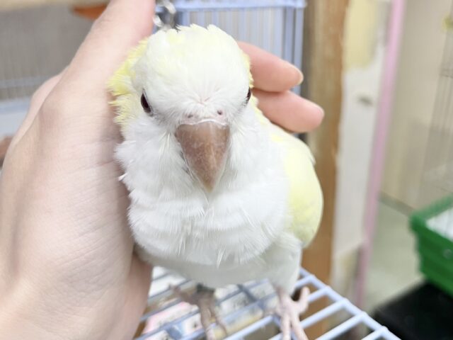 オキナインコ