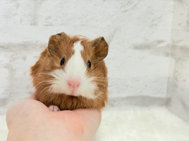 イングリッシュモルモット