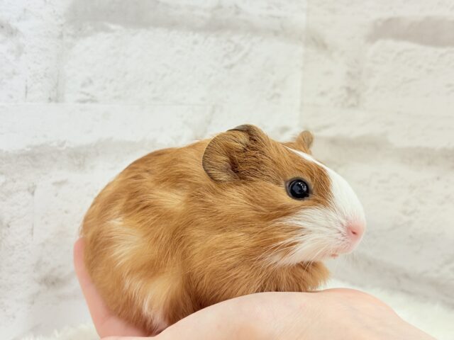 イングリッシュモルモット