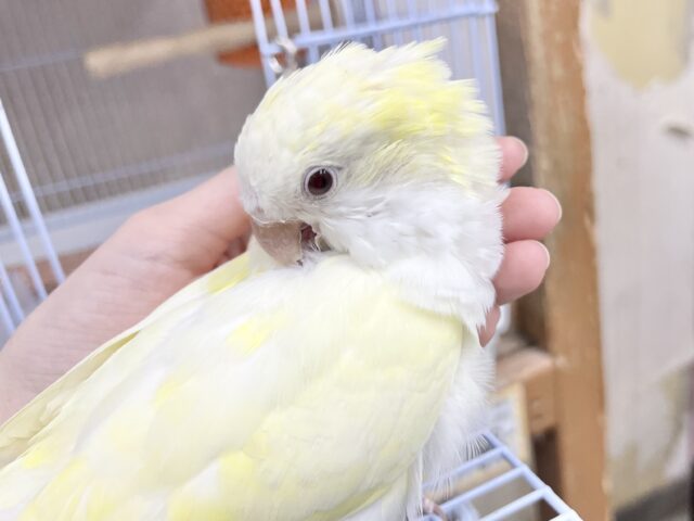 オキナインコ