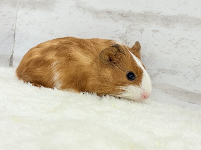 イングリッシュモルモット