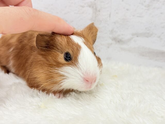 イングリッシュモルモット