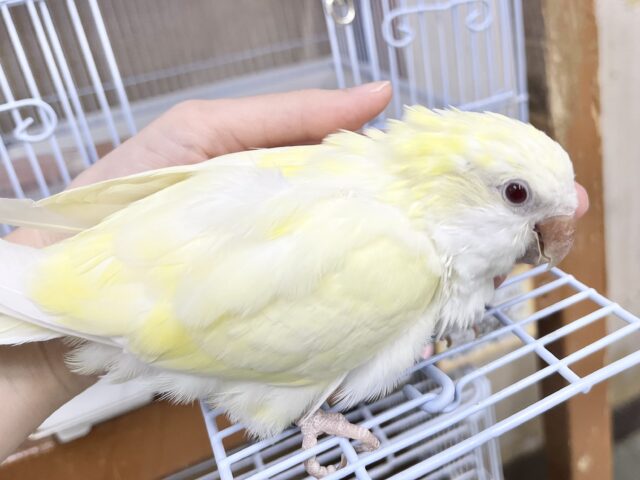 オキナインコ
