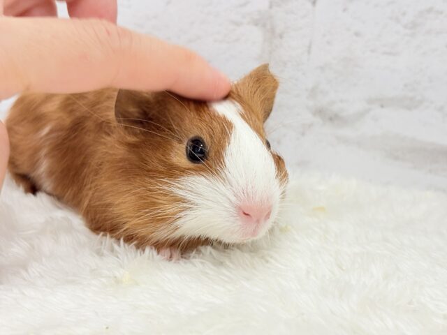 イングリッシュモルモット