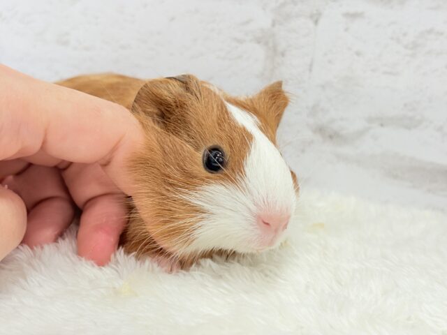 イングリッシュモルモット