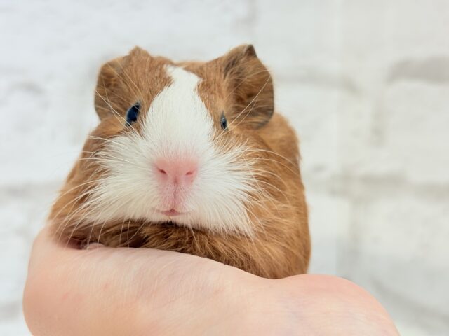 イングリッシュモルモット