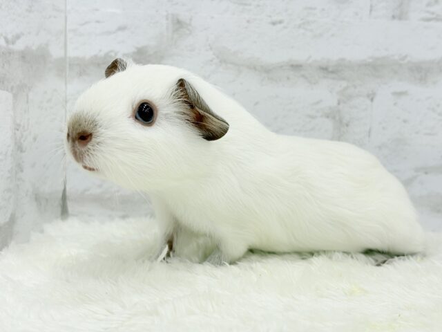 ロシアンモルモット