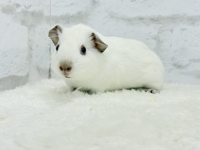 ロシアンモルモット