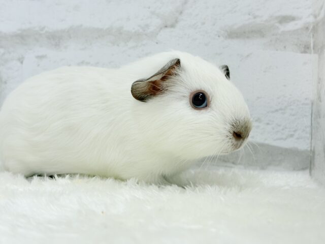 ロシアンモルモット