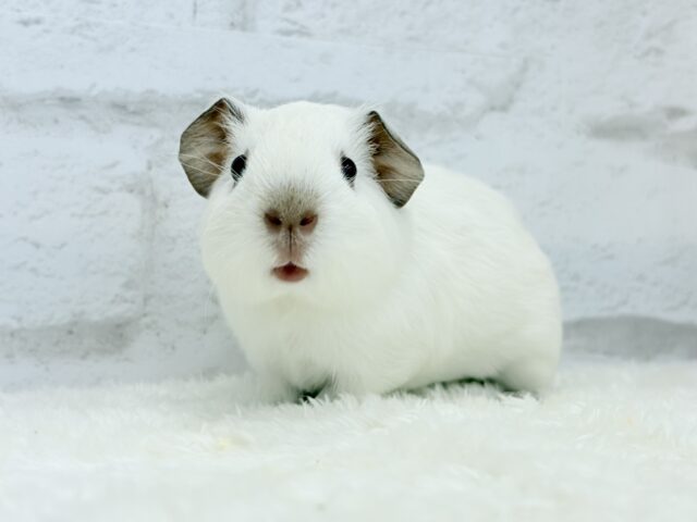 ロシアンモルモット