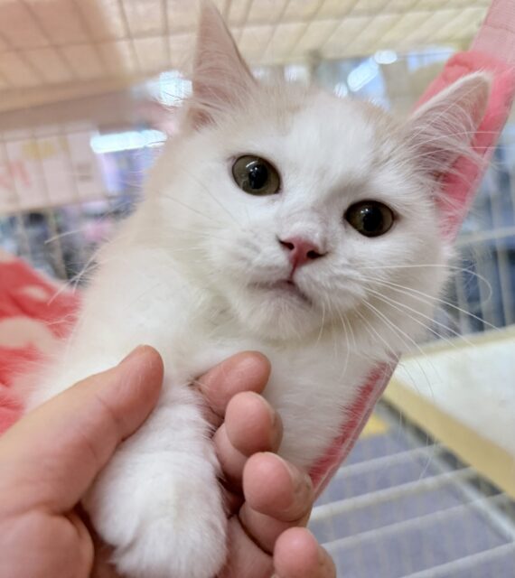 スコティッシュフォールド