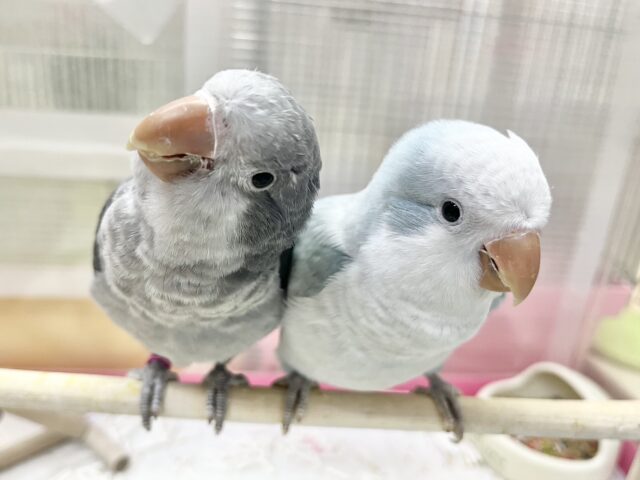 オキナインコ