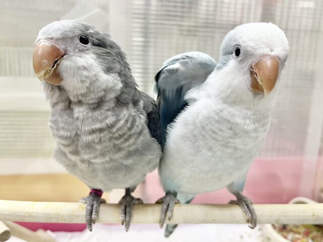 オキナインコ