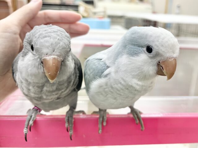 オキナインコ