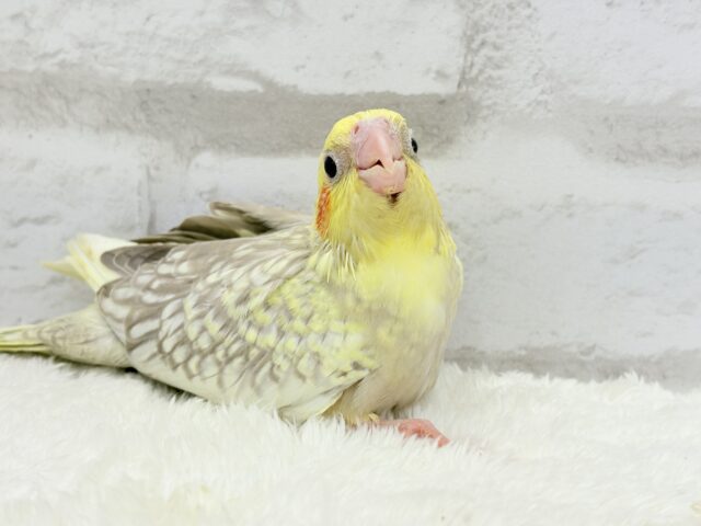 オカメインコ