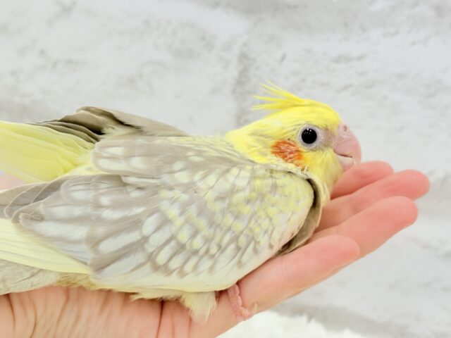 オカメインコ
