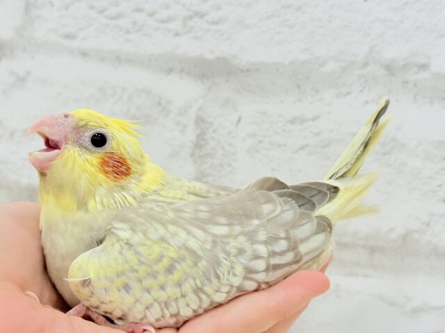 オカメインコ