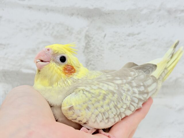 オカメインコ