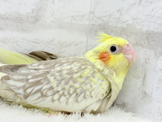 オカメインコ
