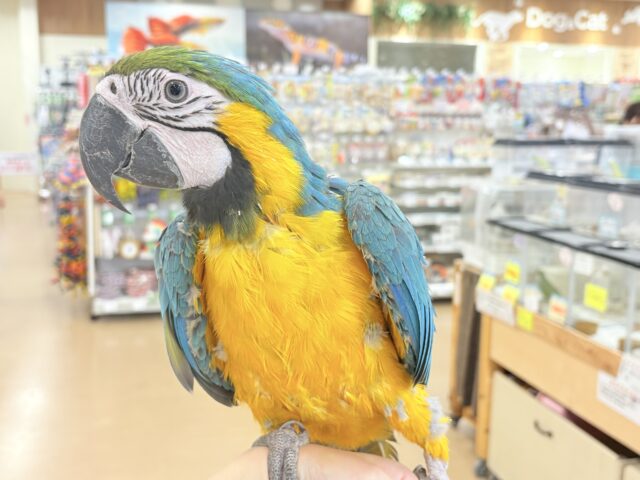 ルリコンゴウインコ