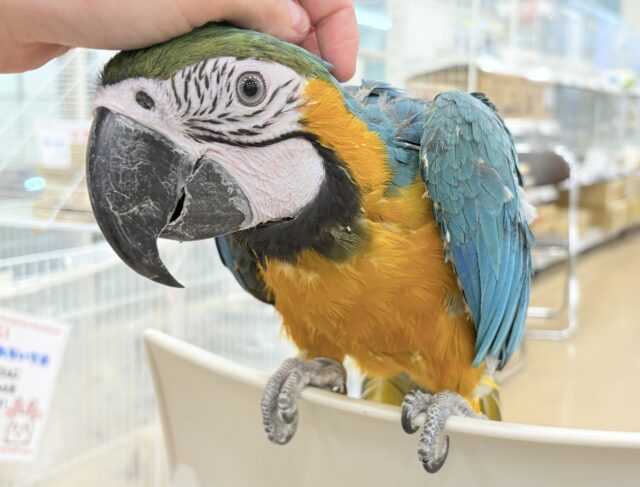 ルリコンゴウインコ