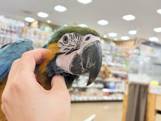 ルリコンゴウインコ