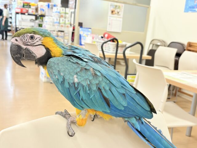 ルリコンゴウインコ