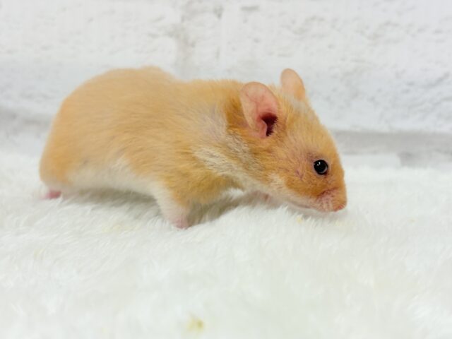 ゴールデンハムスター