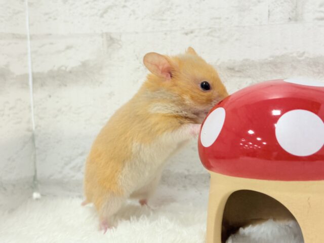 ゴールデンハムスター