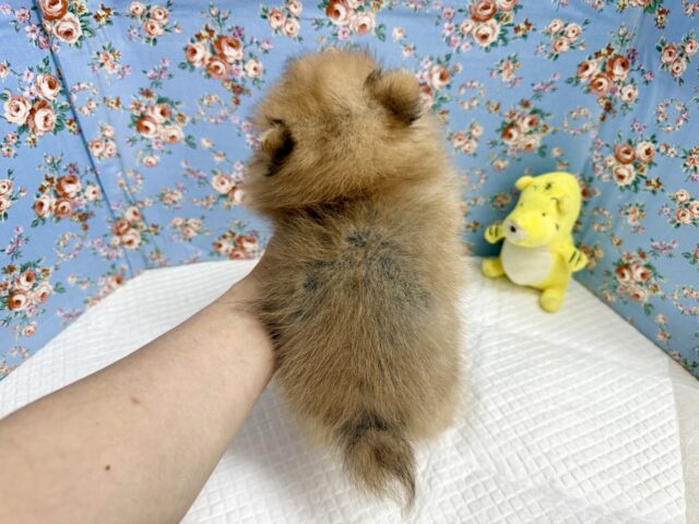 最新画像📸ポメラニアン(オレンジ)男の子♫ちみっこ毛玉ちゃん💕 ポメラニアン