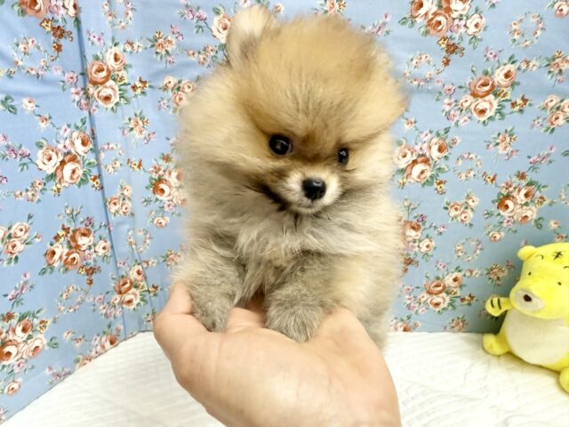 最新画像📸ポメラニアン(オレンジ)男の子♫ちみっこ毛玉ちゃん💕 ポメラニアン
