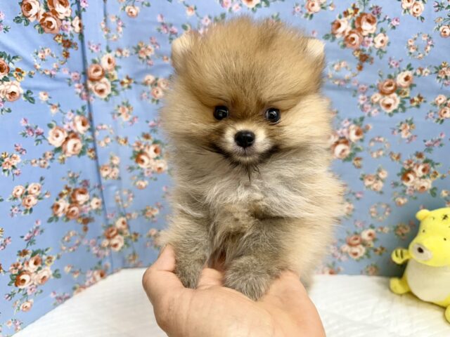 最新画像📸ポメラニアン(オレンジ)男の子♫ちみっこ毛玉ちゃん💕 ポメラニアン