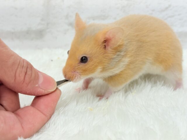 ゴールデンハムスター