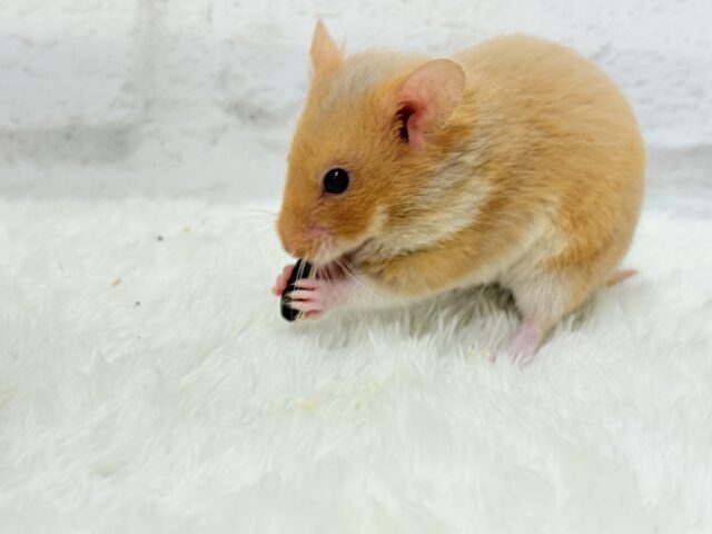 ゴールデンハムスター