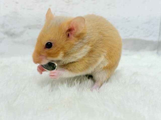 ゴールデンハムスター
