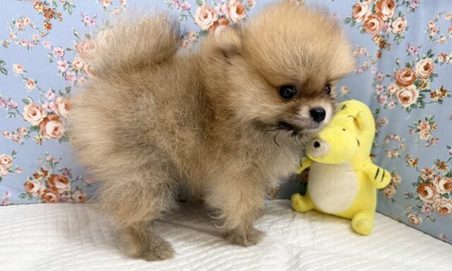 最新画像📸ポメラニアン(オレンジ)男の子♫ちみっこ毛玉ちゃん💕 ポメラニアン