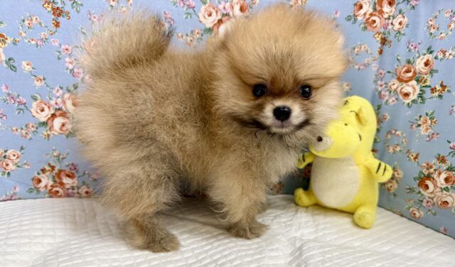 最新画像📸ポメラニアン(オレンジ)男の子♫ちみっこ毛玉ちゃん💕 ポメラニアン