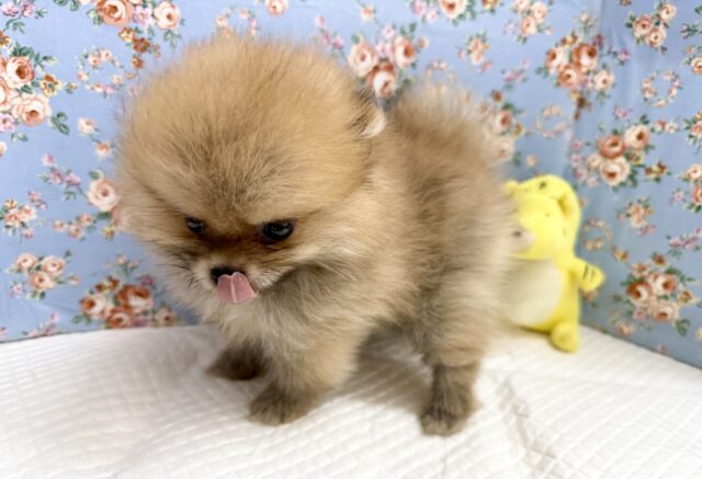 最新画像📸ポメラニアン(オレンジ)男の子♫ちみっこ毛玉ちゃん💕 ポメラニアン