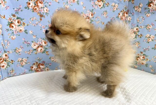 最新画像📸ポメラニアン(オレンジ)男の子♫ちみっこ毛玉ちゃん💕 ポメラニアン