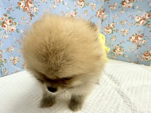 最新画像📸ポメラニアン(オレンジ)男の子♫ちみっこ毛玉ちゃん💕 ポメラニアン