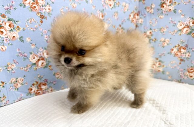 最新画像📸ポメラニアン(オレンジ)男の子♫ちみっこ毛玉ちゃん💕 ポメラニアン