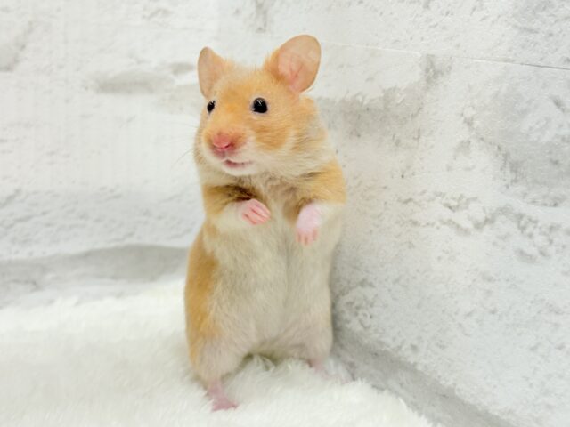 ゴールデンハムスター