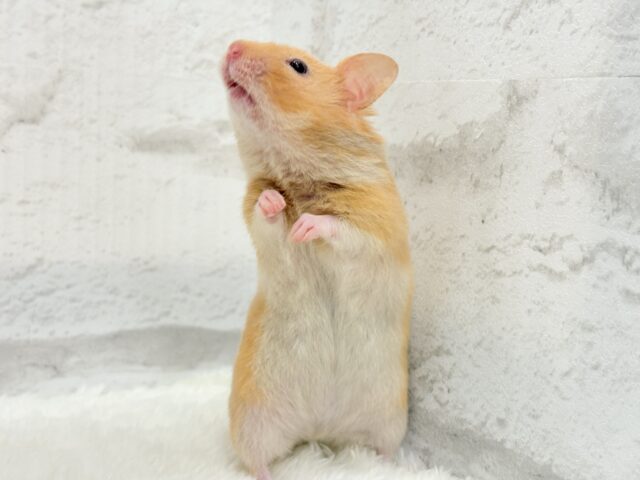 ゴールデンハムスター