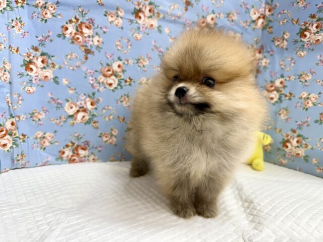 最新画像📸ポメラニアン(オレンジ)男の子♫ちみっこ毛玉ちゃん💕 ポメラニアン