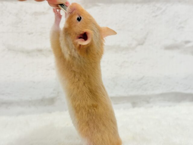 ゴールデンハムスター