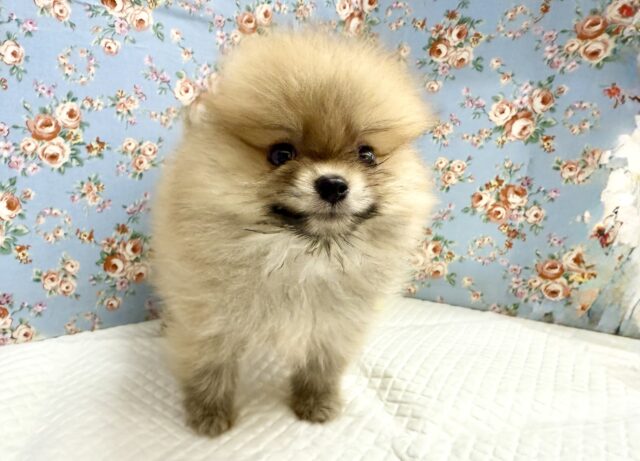 最新画像📸ポメラニアン(オレンジ)男の子♫ちみっこ毛玉ちゃん💕 ポメラニアン