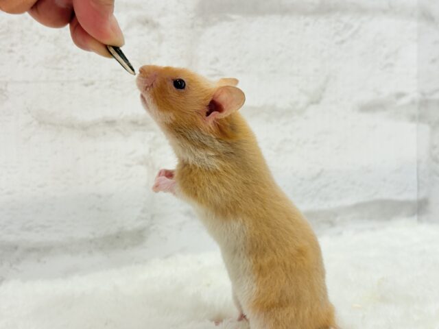 ゴールデンハムスター