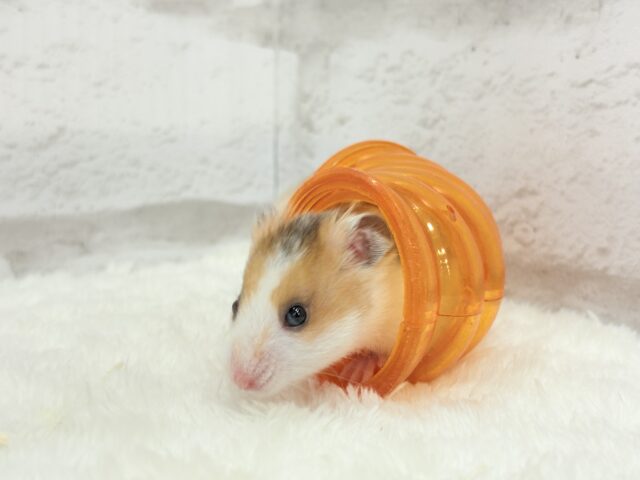 ゴールデンハムスター