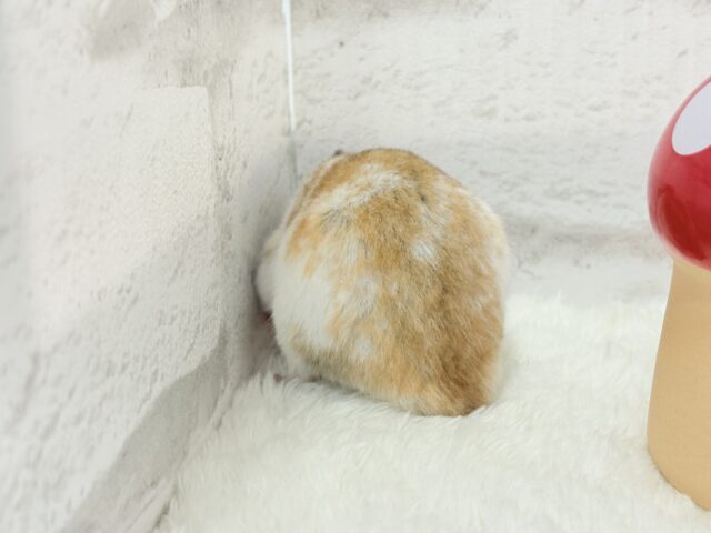 ゴールデンハムスター